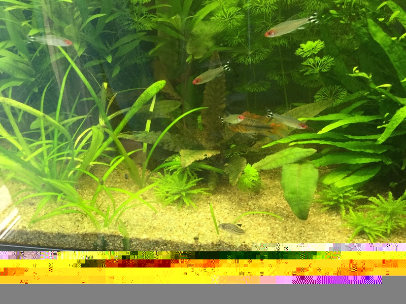 {Alevins APISTO}Rio 180L type amazonien !   Image17