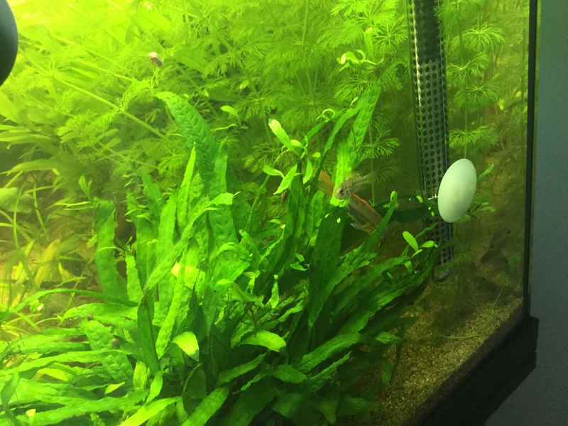 {Alevins APISTO}Rio 180L type amazonien !   Image19