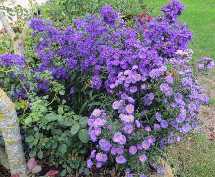 les asters  2016 0061110