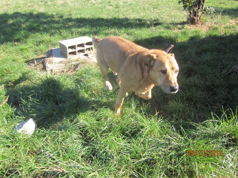 COOL - labrador beige 10 ans  (7 ans de refuge) - SLPA à Amance (54) Img_3111