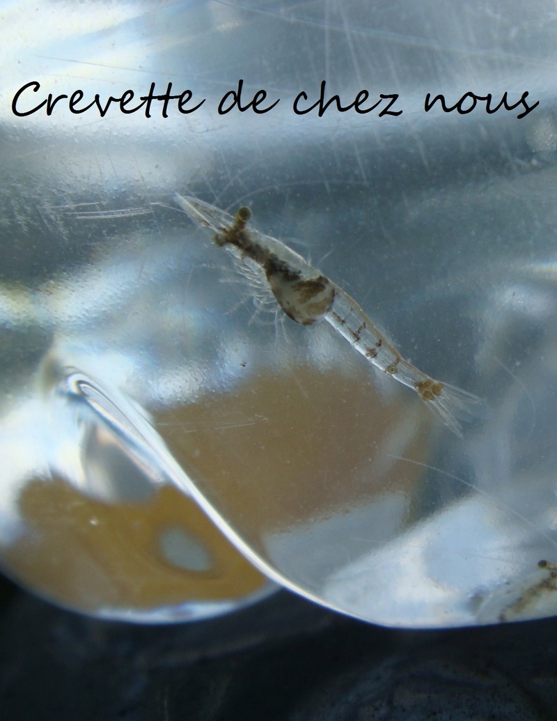 Atyaephyra desmaresti  ou crevette du pêcheur - Page 2 Dsc09910