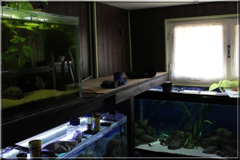 dans - Y a du rififi dans la fishroom ... Img_5310