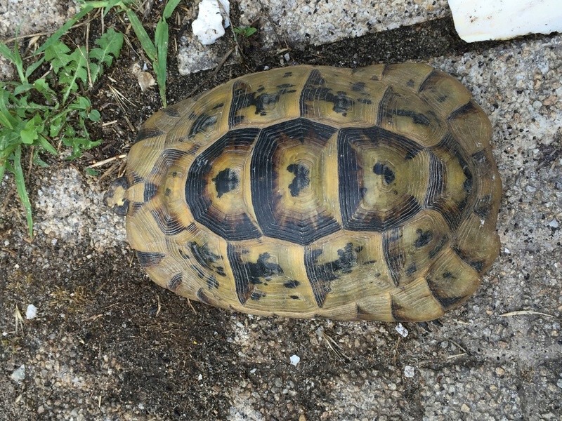 Identification de 2 tortues Image12