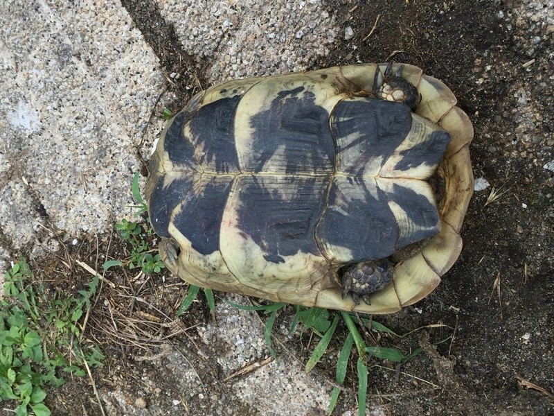 Identification de 2 tortues Image13