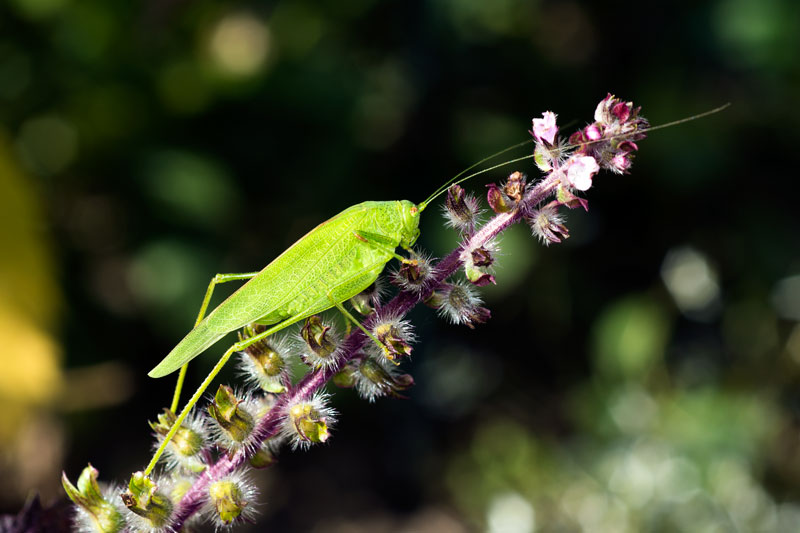 ID:  Phaneroptera nana  ou  falcata ? [Phaneroptera nana] _dsj9811