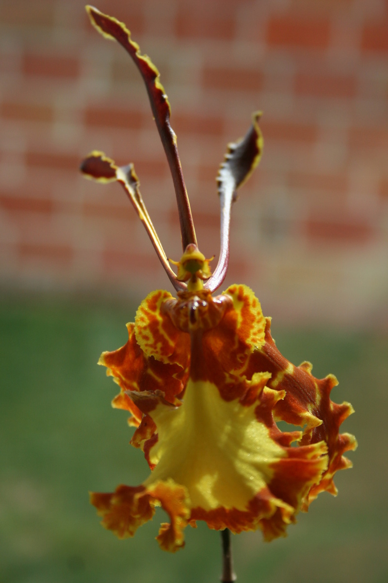 psychopsis mariposa Img_3320