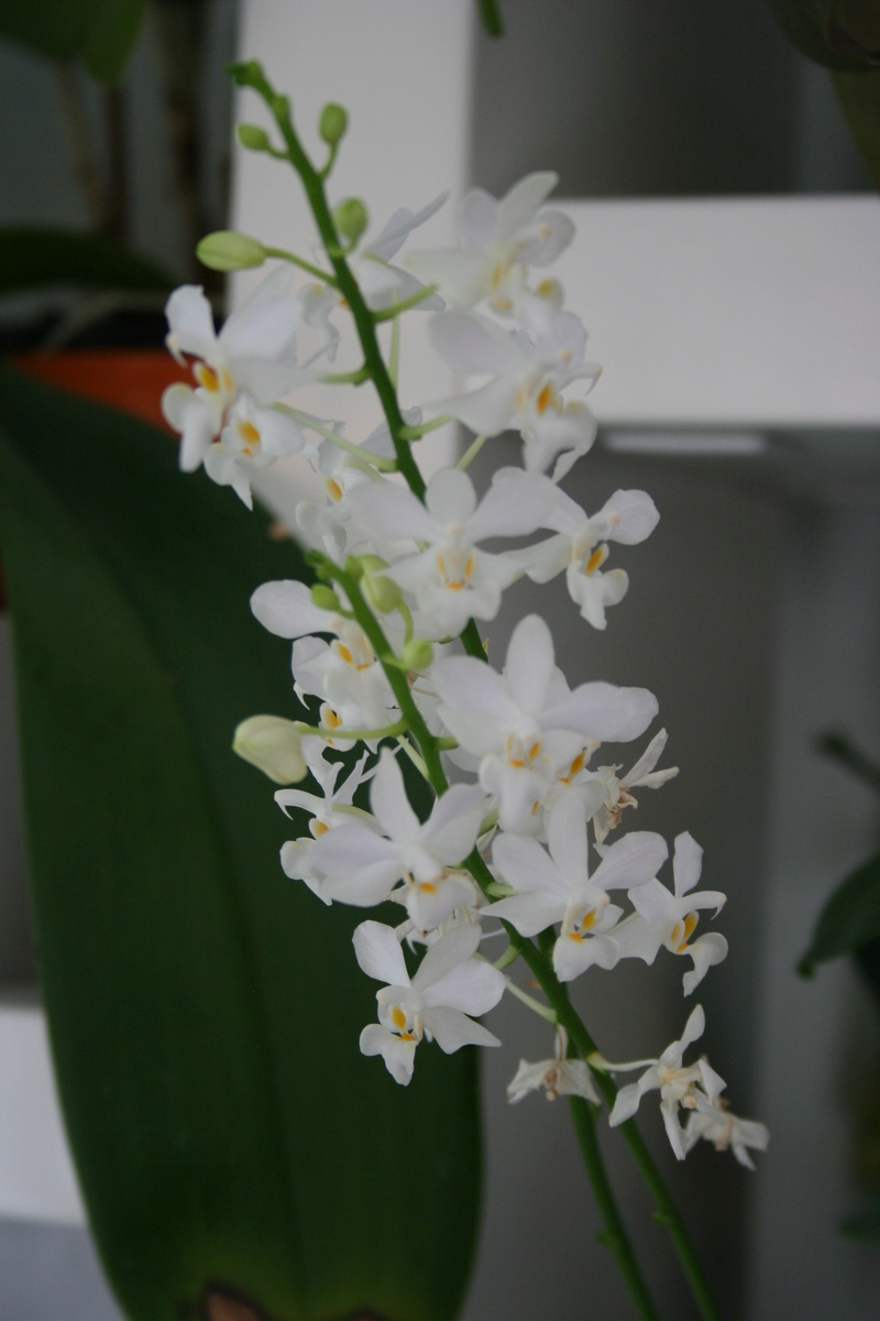 doritaenopsis blanc Img_3321