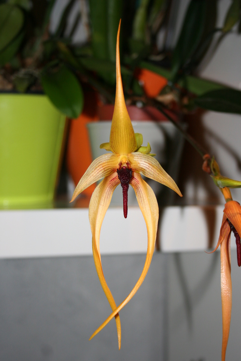 bulbophyllum Echinolabium x carunculatum Img_3325