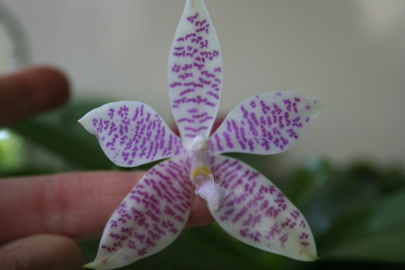 phalaenopsis  hieroglyphica Img_3439