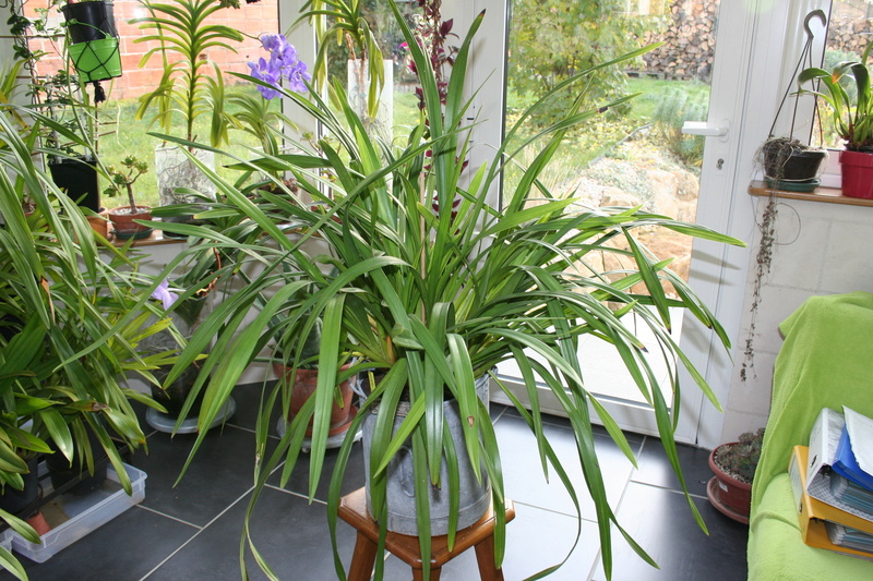 cymbidium blanc, nouveau pensionnaire Img_3715