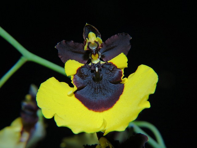 Gomesa (Oncidium) Moon Shadow 'Tiger Tail' 85723310