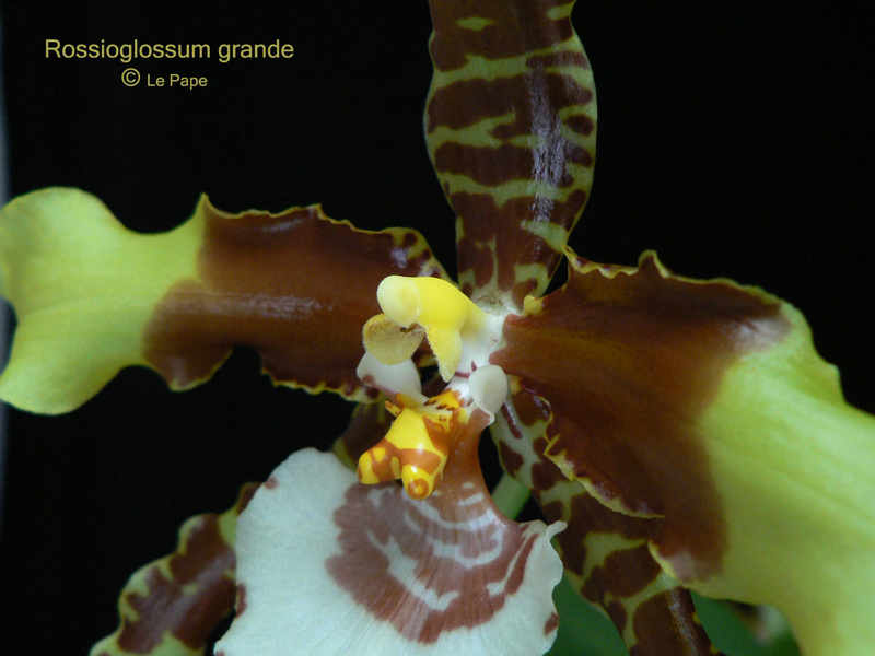 Rossioglossum grande Rossio10