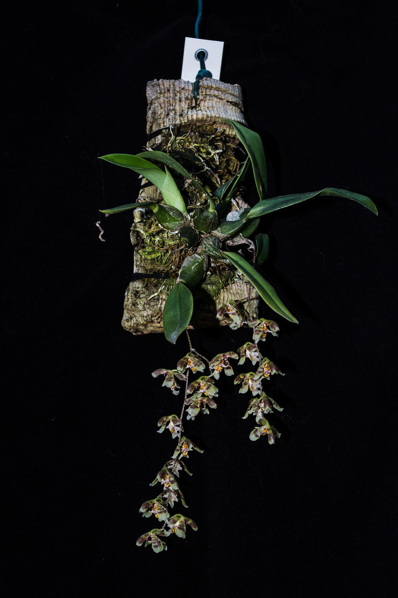 Oncidium waluewa 10091610