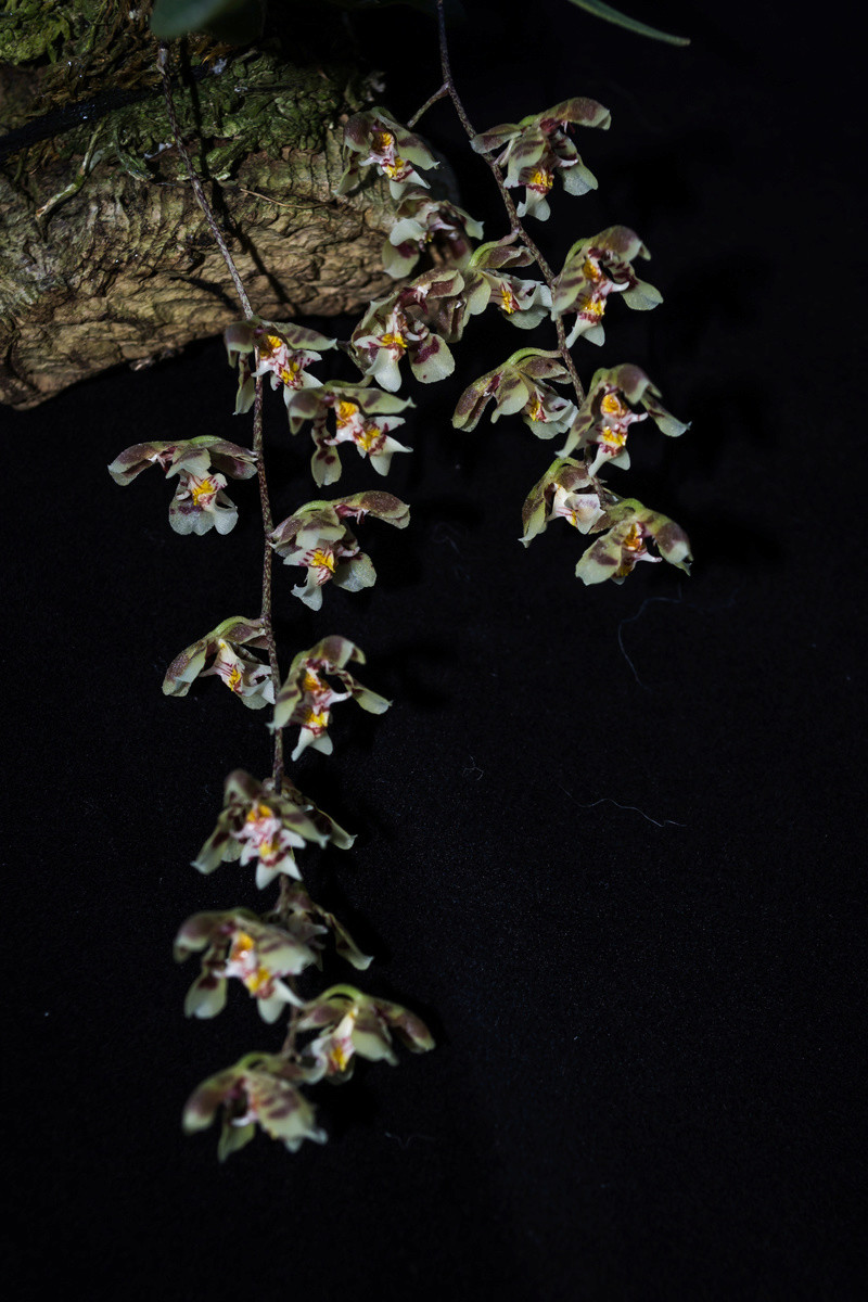 Oncidium waluewa 10091611