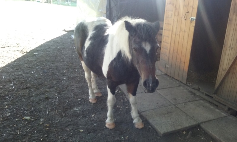 CHEYENNE - ONC Poney typée Shetland présumée née en 2000 - adoptée en octobre 2012 par Prosper - Page 2 Cheyen10