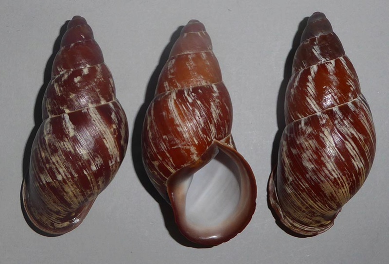 Chrysallis aspersa (Grateloup, 1840) Chrysa10