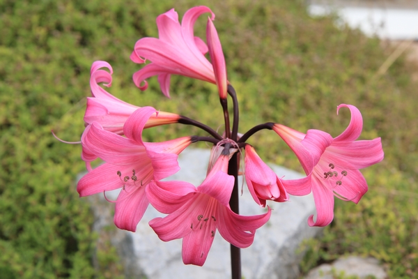 ondées d'octobre, le jardin renaît Amaril11