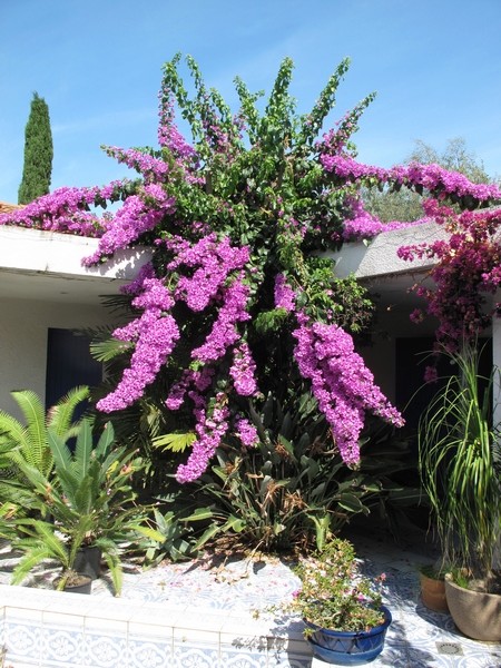 bougainvillea - Bougainvillea x specto-glabra Bougai11