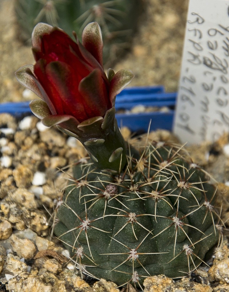 fleurs de cactus et  Aizoaceae au fil des saisons (I)  - Page 37 Sans_t15