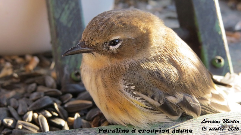 Paruline à croupion jaune, assommée Paruli14