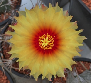 Astrophytum Cross Breeding 12108910