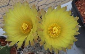 Astrophytum Cross Breeding Crissp10