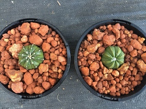 Astrophytum Cross Breeding Img_3023