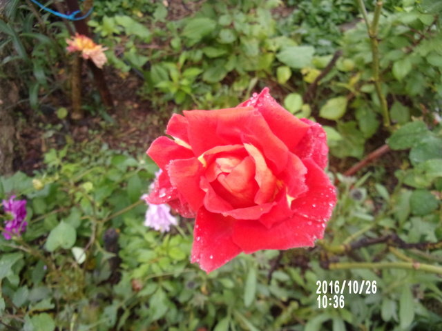 fleur de rosier 2016  - Page 23 106_0714