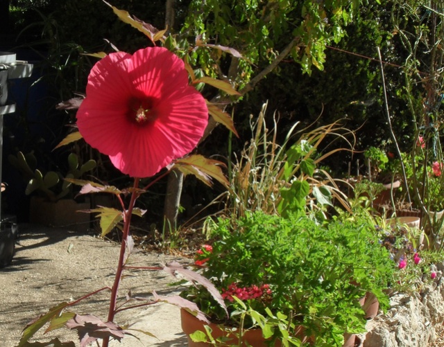 Hibiscus des marais Sam_9334