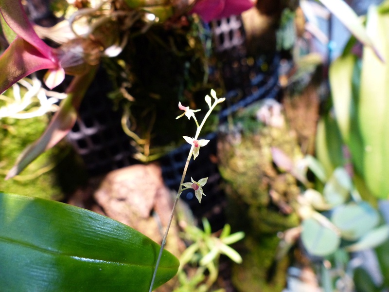 Miniatur-Orchideen Teil 3 - Seite 22 Pleuro11