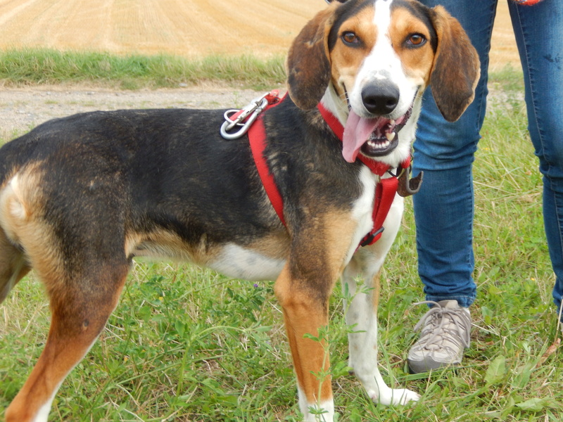 BUDDY -  beagle ........ ans -  Sos Animaux à Le Broc (63) Dscn2310