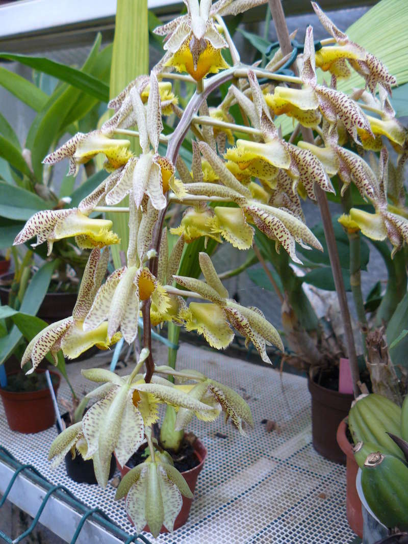 Catasetum fimbriatum P1050835