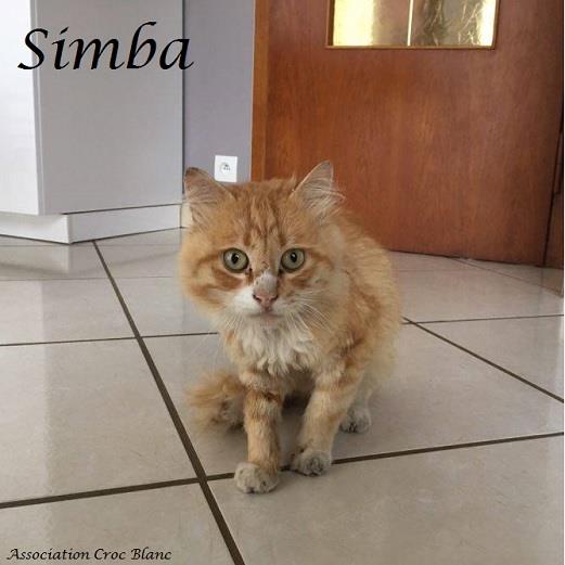 SIMBA adorable mâle roux de 1.5 ans / croc blanc  Simba_12