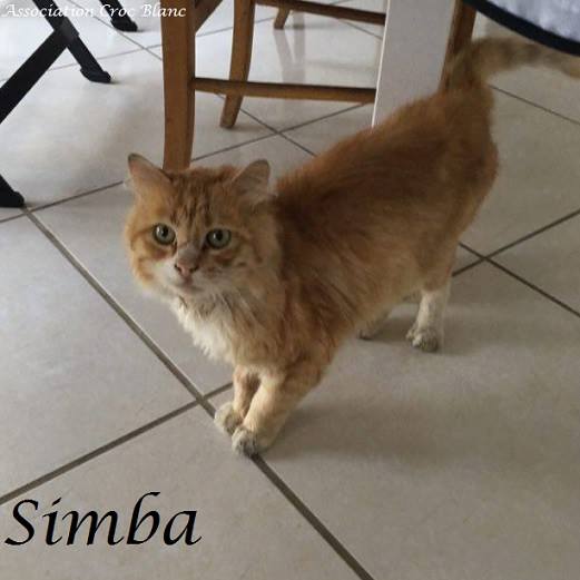 Simba adorable mâle de 1.5 ans / croc blanc Simba_15