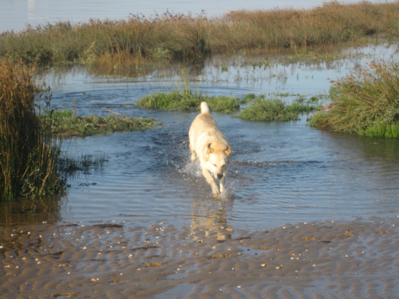 CANELLE - x malinois 9 ans (6 ans de refuge) Refuge des Clochads Poilus à Tabanac (33) Img_2412