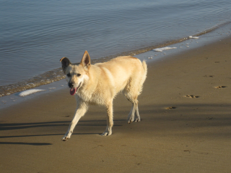 Canelle, X Malinois, 10/2006 (Tabanac-33) - Page 2 Img_2414