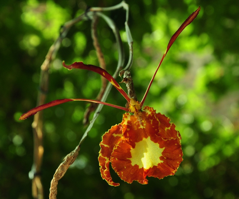 psychopsis mariposa Dsc_8110