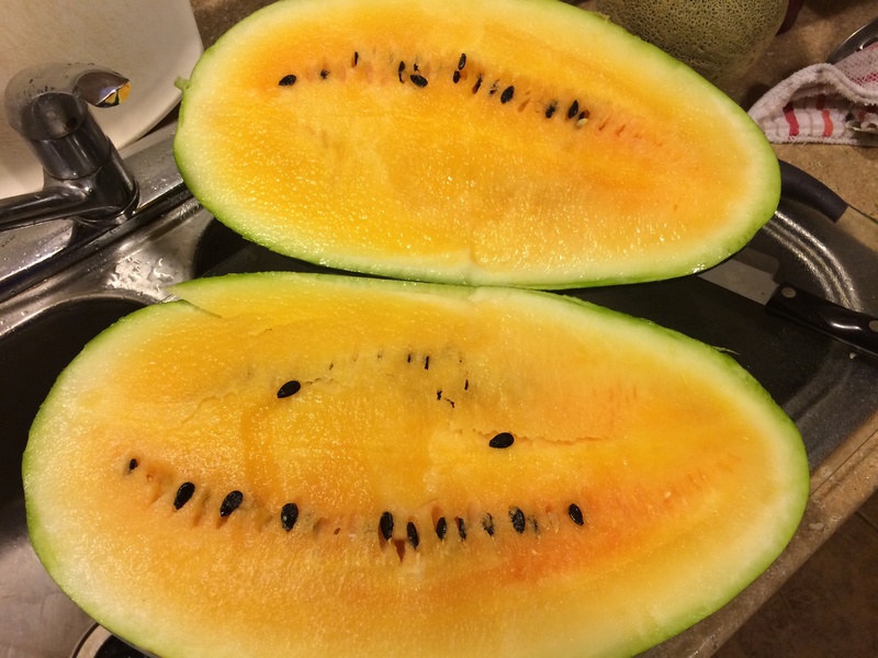 The SFG Journey-How Do You Know When Watermelons Are Ripe? - Page 2 Yellow10