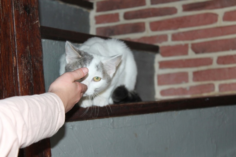 Malown, blanc et gris tabby, né le 04/05/2016 Img_5331