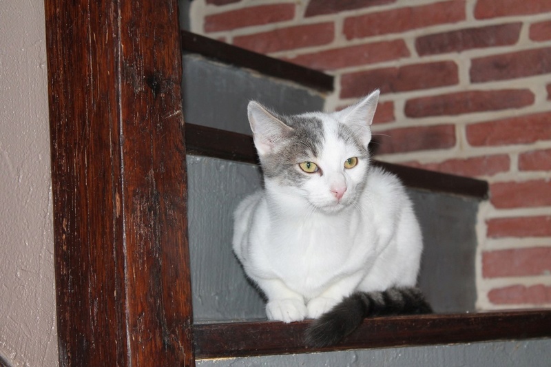 Malown, blanc et gris tabby, né le 04/05/2016 Img_5333