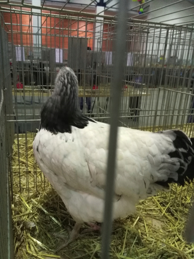 Salon avicole de crest 2016 Poule_11