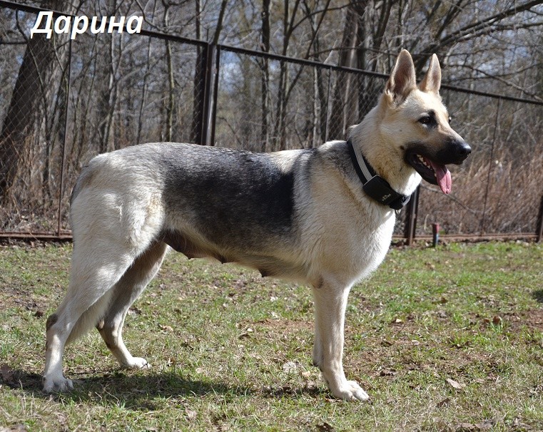 ВОСТОЧНО-ЕВРОПЕЙСКАЯ ОВЧАРКА ВЕОЛАР НОРРИС-МАРФА - Страница 3 Dsc_0217