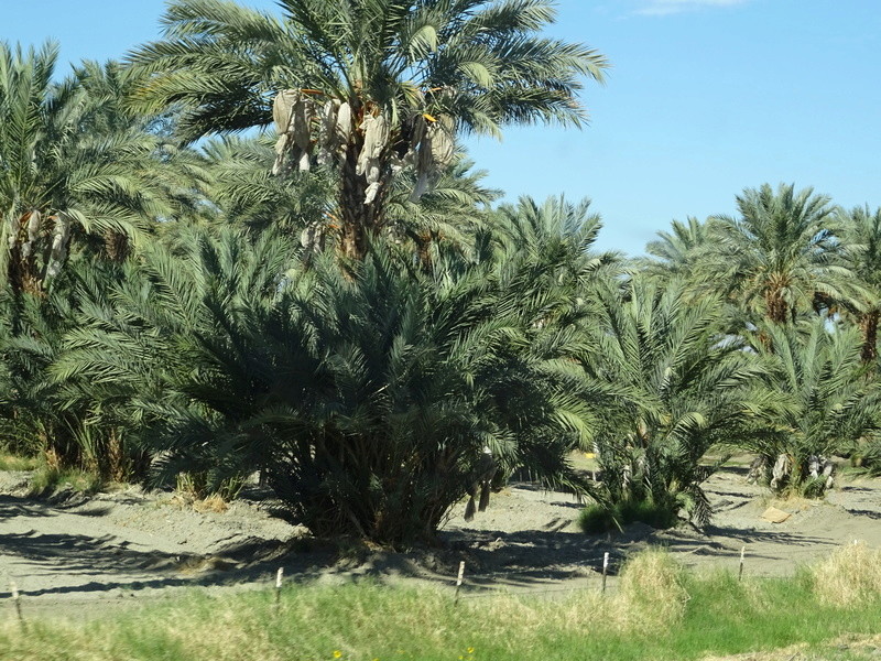 quelques photos prises dans le desert Dsc05214