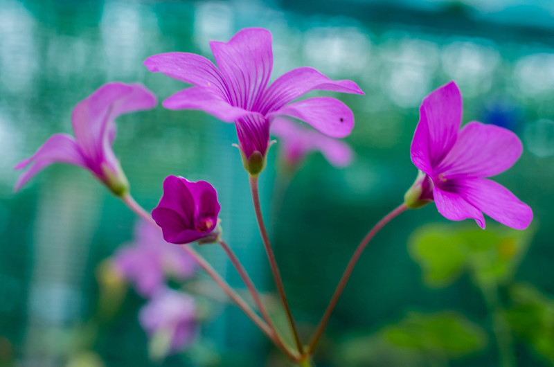 Oxalis lobata et Oxalis squamata Oxalis11