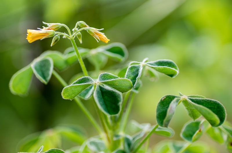 Oxalis lobata et Oxalis squamata Oxalis12