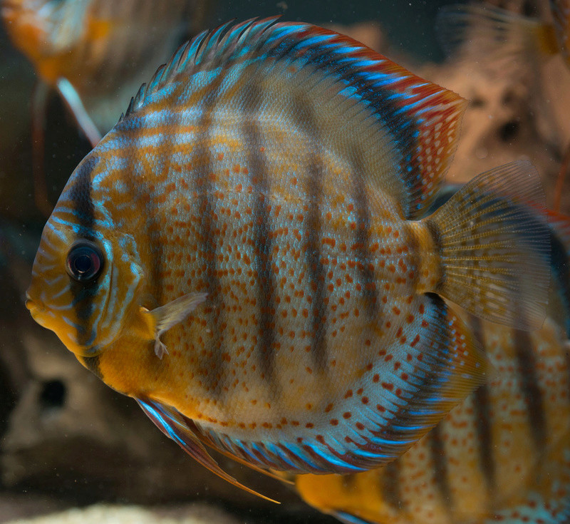 Discus - reproduction discus vert sauvage Fra_3818