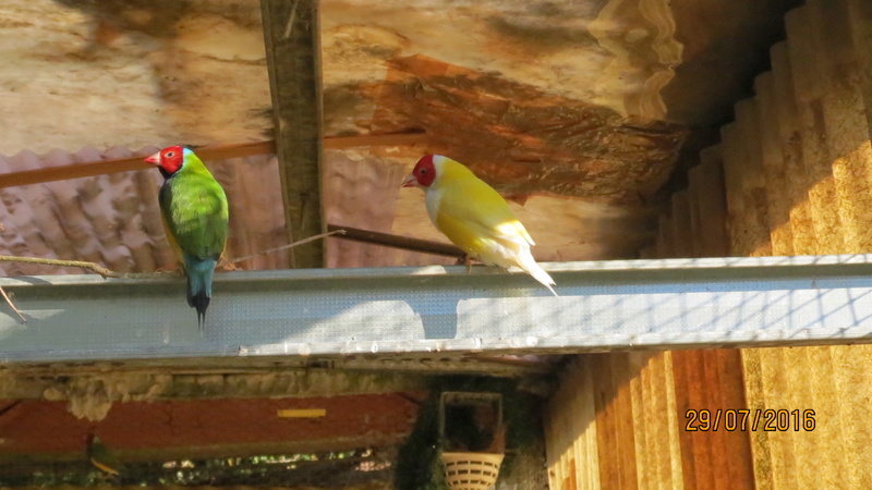 démontage des cages de reproduction  GOULD  2016 2017 Img_1111