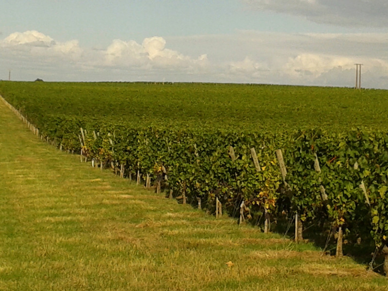 Balade (1 seul L) du coté de Saint Emilion. post sans importance... 20160911