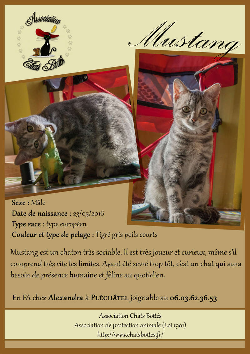 Mustang, mâle type européen tabby gris né 23/05/2016 - Page 2 Mustan11