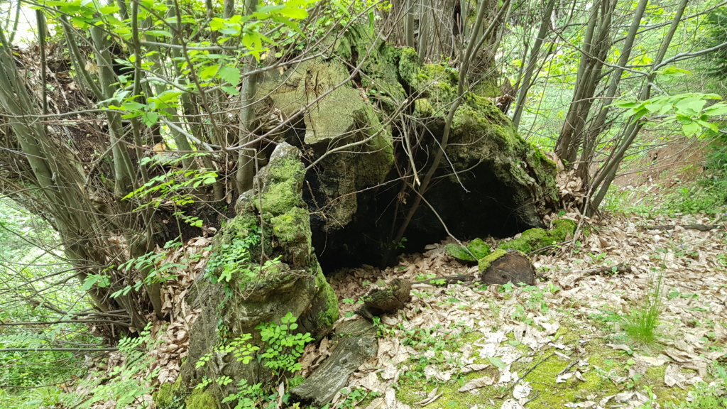 Mont Pangée...allée de Châtaigniers centenaires 20190552